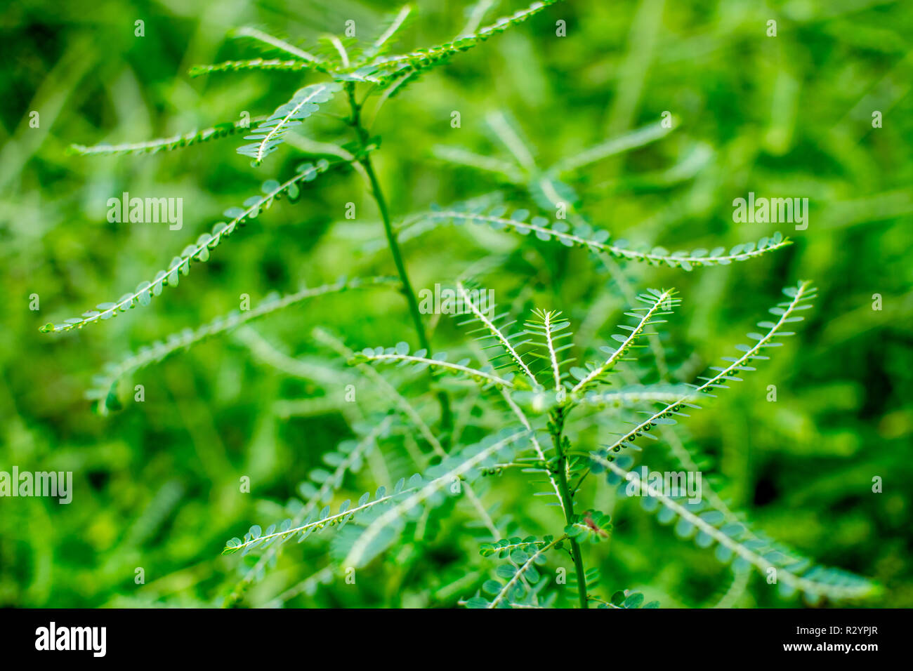 Plantes médicinales : Phyllanthus fraternus aussi connu comme Bhu-Aamla ...