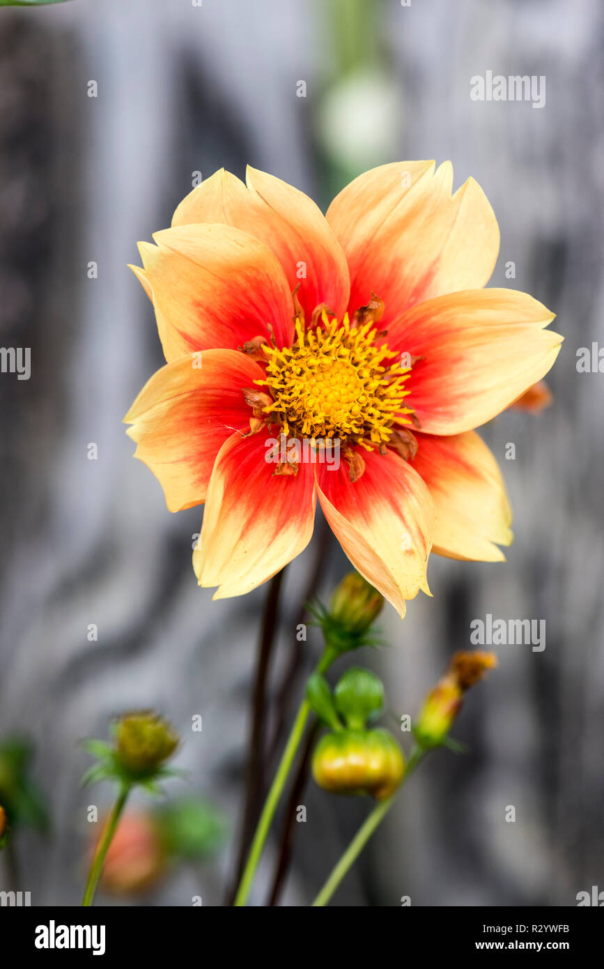 Topmix 'nain' dahlia fleurs en été, Pas de Calais, France Photo Stock -  Alamy