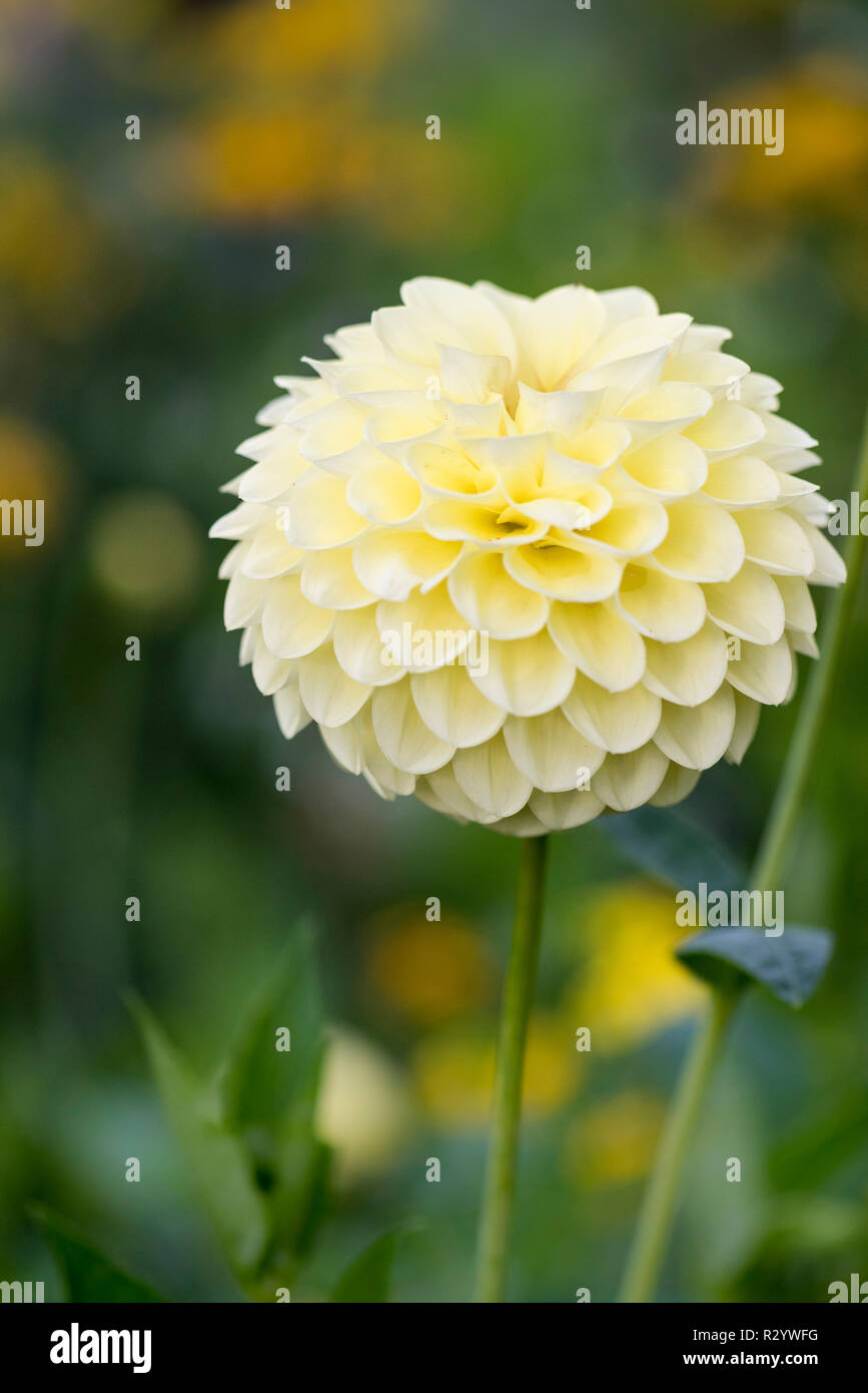 Dahlia pompon jaune en fleur dans un jardin en été, Moselle, France Photo  Stock - Alamy