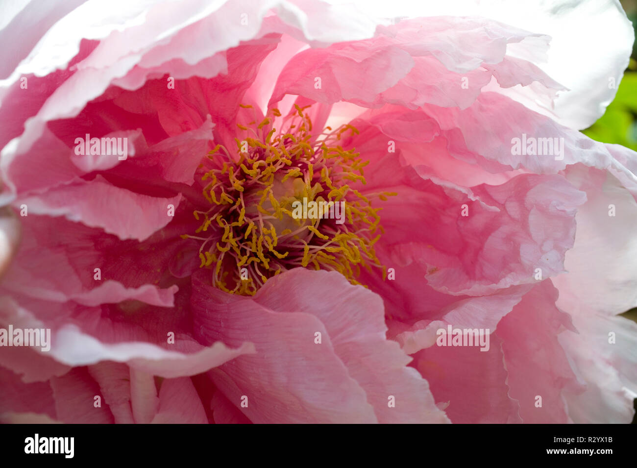 La pivoine 'Hana Kisoi' en fleur dans un jardin Banque D'Images