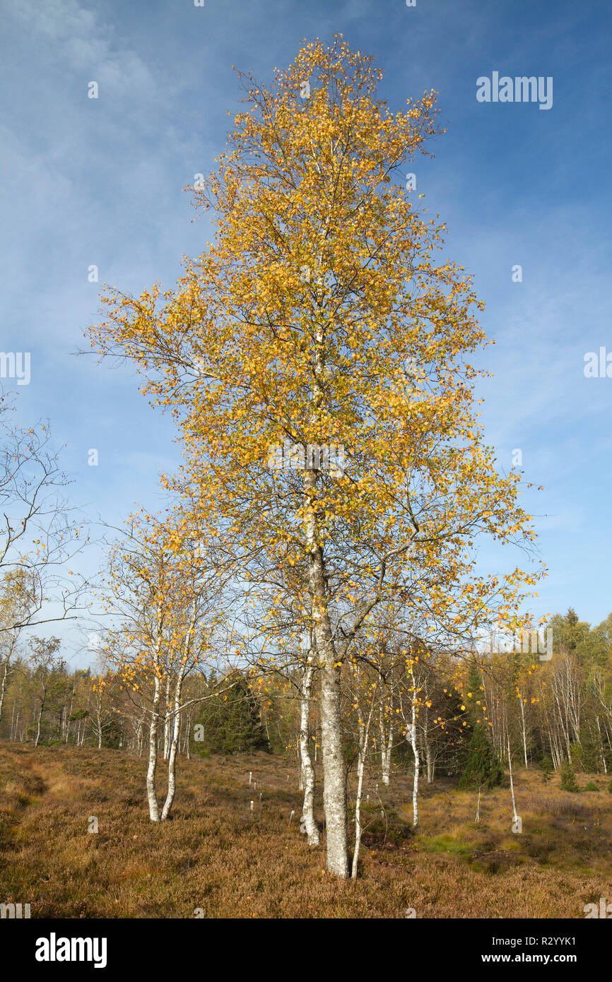 Bouleau pubescent (Betula pubescens), tourbière, Frasne, Doubs, France Banque D'Images