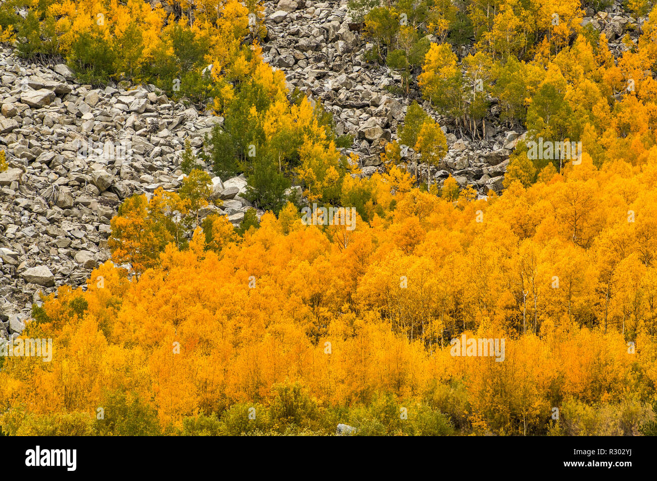 Trembles à l'automne le feuillage à Road à South Lake près de l'Évêque, l'Est de la Sierra Nevada, Californie, USA Banque D'Images
