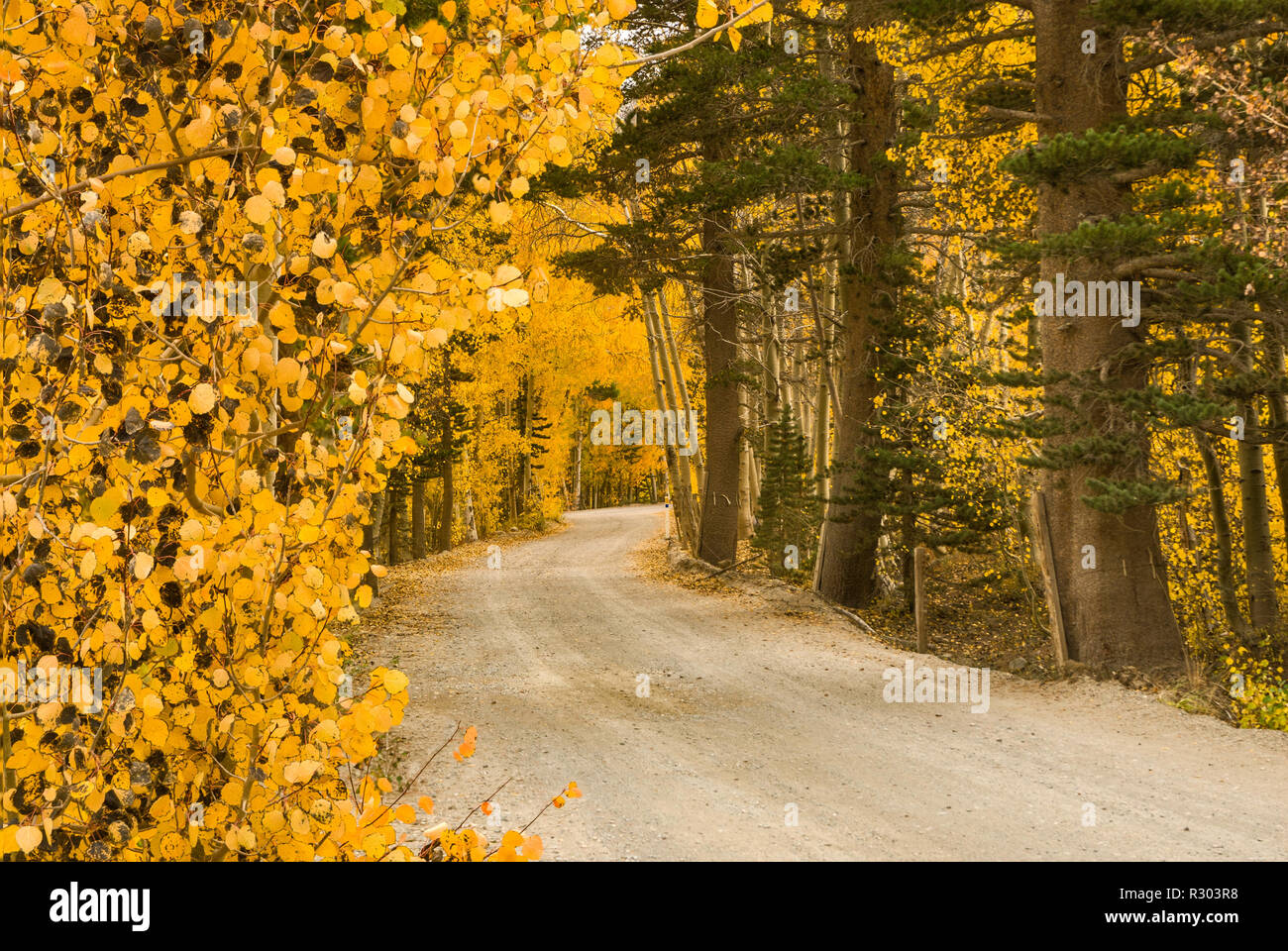 Trembles dans le feuillage à l'automne par la route du lac du nord près de Bishop, l'Est de la Sierra Nevada, Californie, USA Banque D'Images