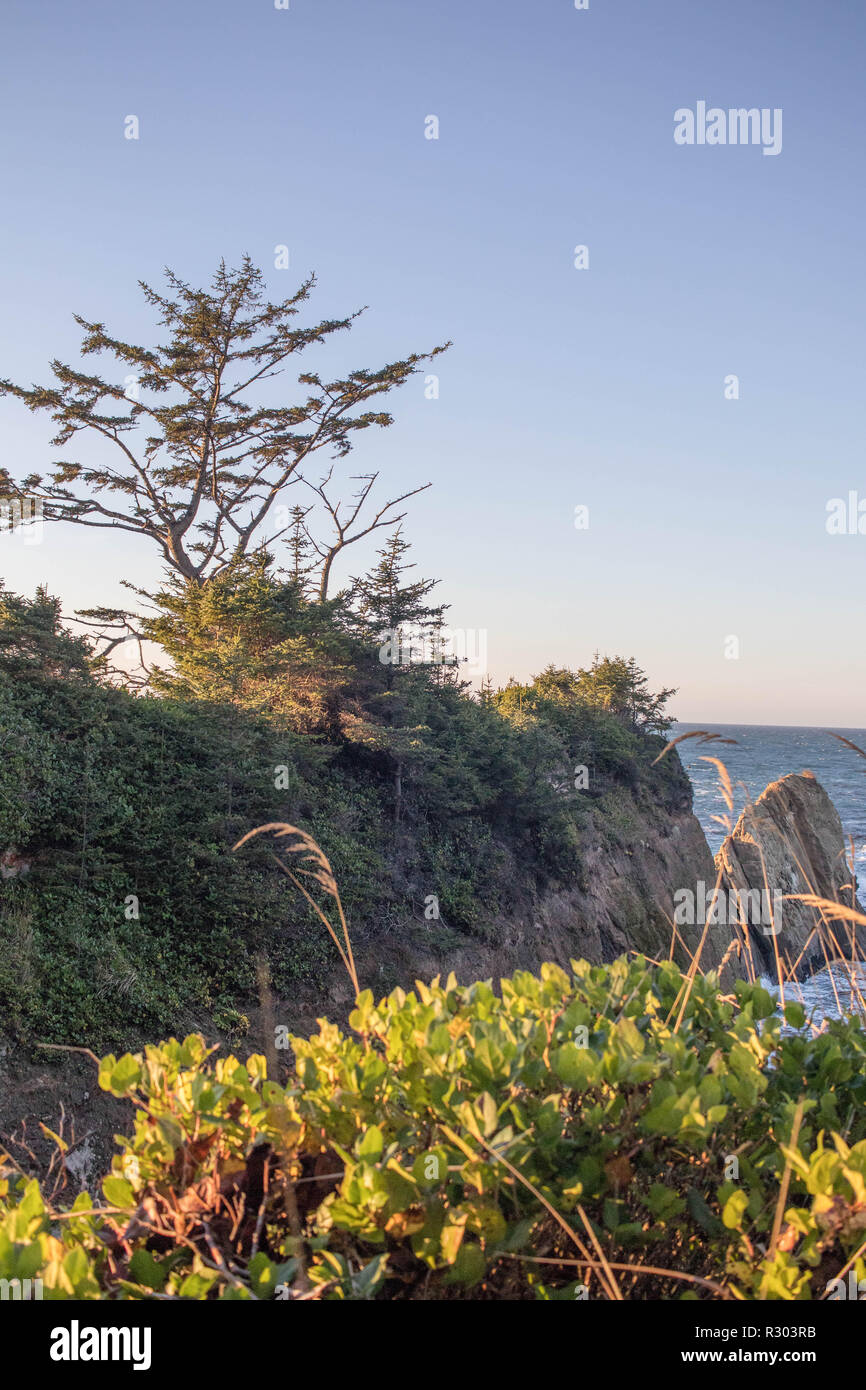 Un pin de rivage plane au-dessus d'une falaise rocheuse escarpée sur la côte de l'Oregon. Banque D'Images