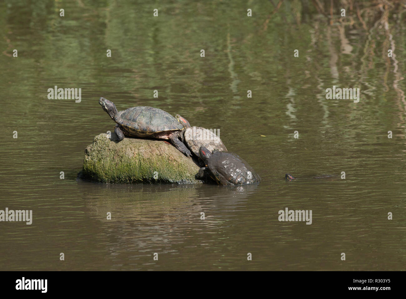 Les tortues à oreilles rouges ou Terrapins (Trachemys scripta elegans). Les adultes dans un parc public lake, qui sortent d'une hibernation de l'hiver et le réchauffement dans le soleil du printemps.​ La vitamine D3 permet le métabolisme du calcium pour les os et la croissance de la coquille.​ Banque D'Images