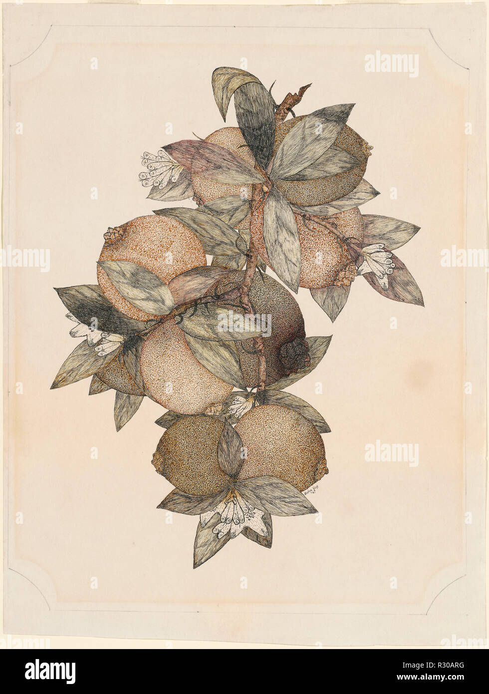 Fruit de grenade. En date du : 1867. Dimensions : image (irrégulier) : 31,75 x 23,5 cm (12 1/2 x 9 1/4 in.) : feuille 40,32 × 30,48 cm (15 7/8 x 12 in.). Médium : plume et encre noire avec Aquarelle sur mine de plomb sur papier vélin. Musée : National Gallery of Art, Washington DC. Author : Rufus King. Banque D'Images