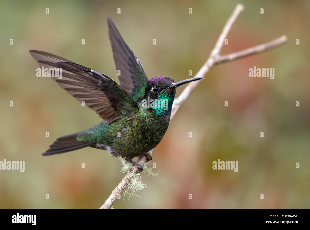 Hummingbird au Costa Rica Banque D'Images