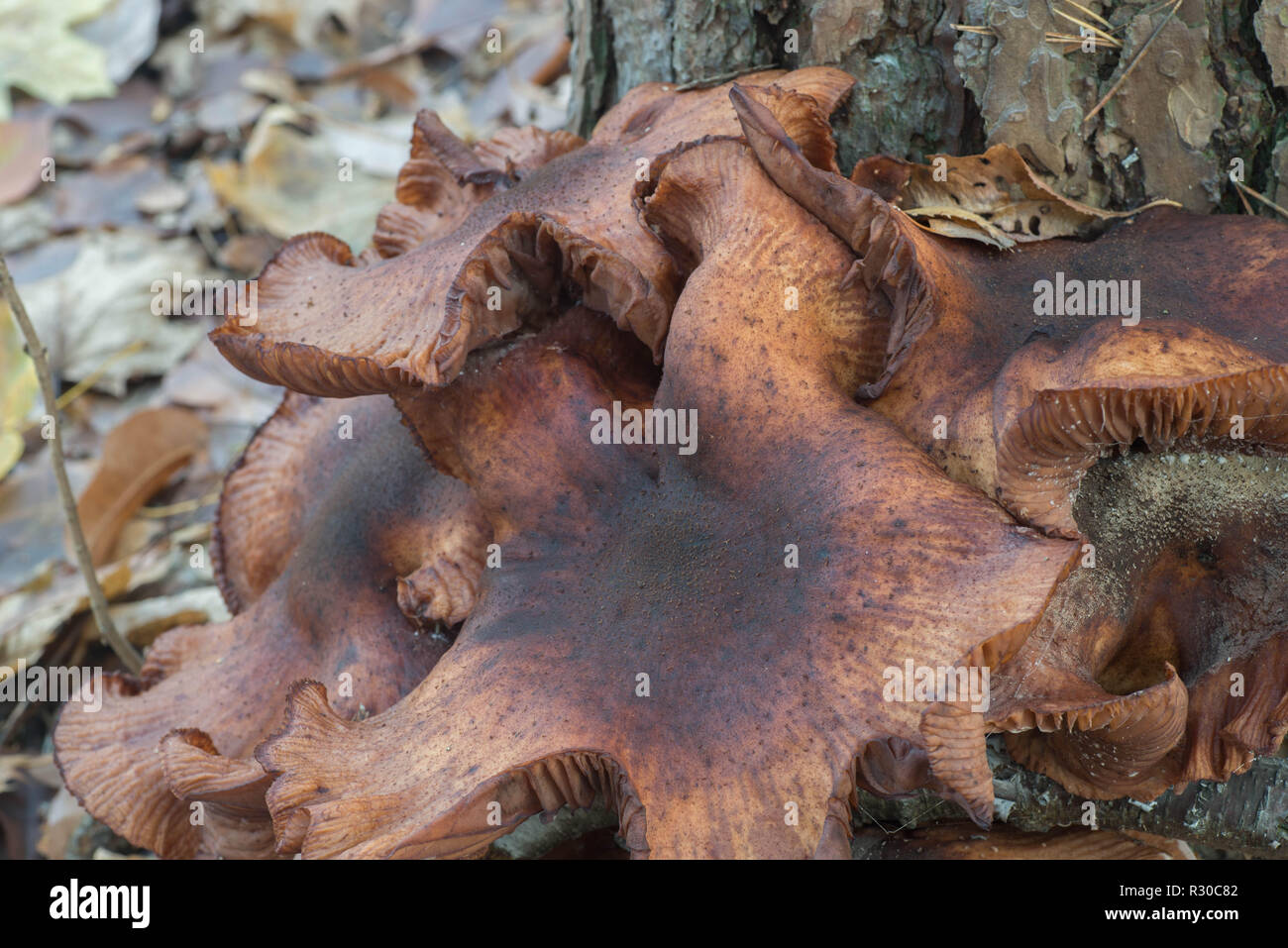 Grand Armillaria ostoyae eadible faire revenir les champignons dans la forêt macro Banque D'Images