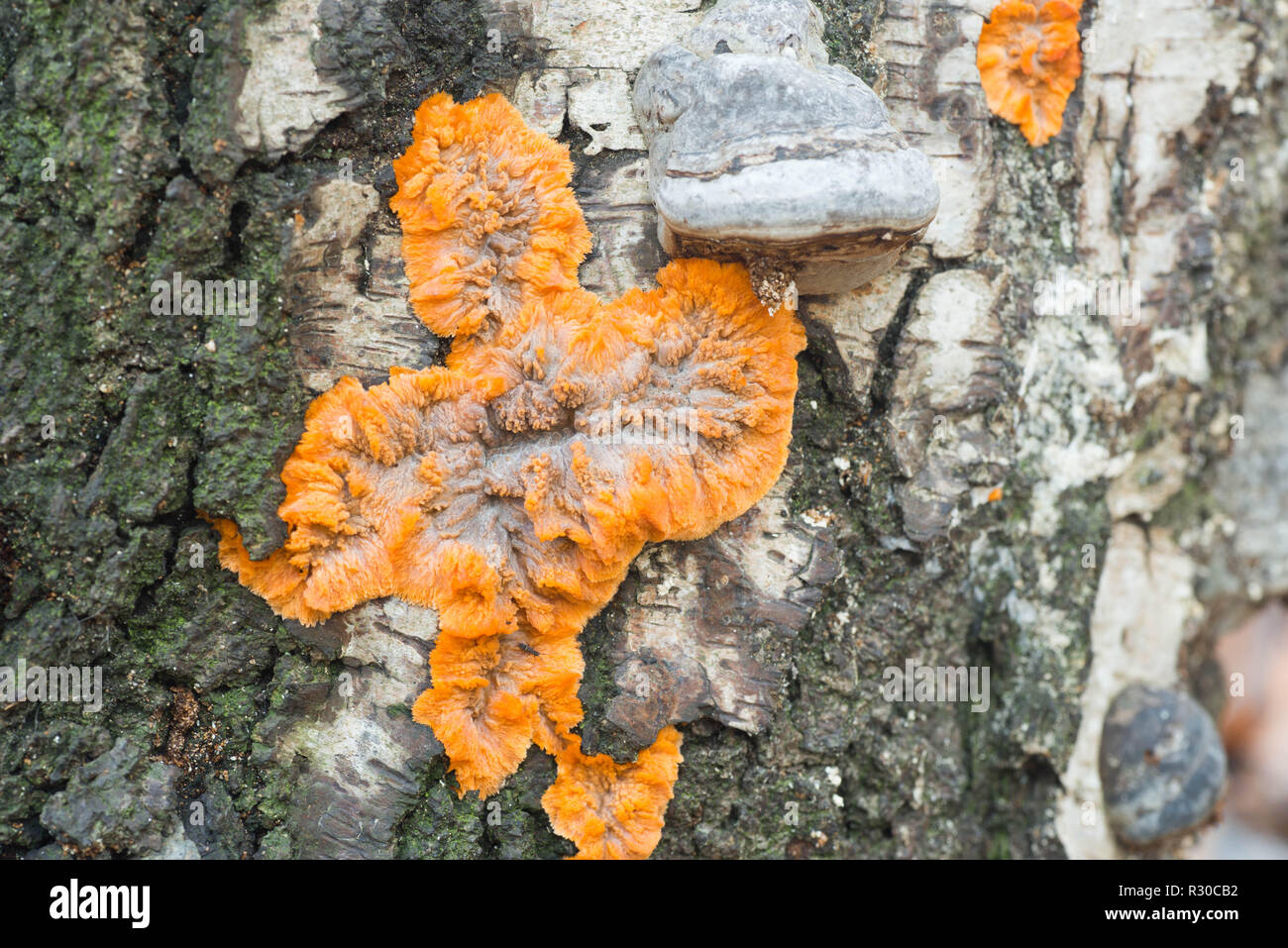 Phlebia radiata, froissé orange croûte champignon sur Birch Tree Trunk Banque D'Images
