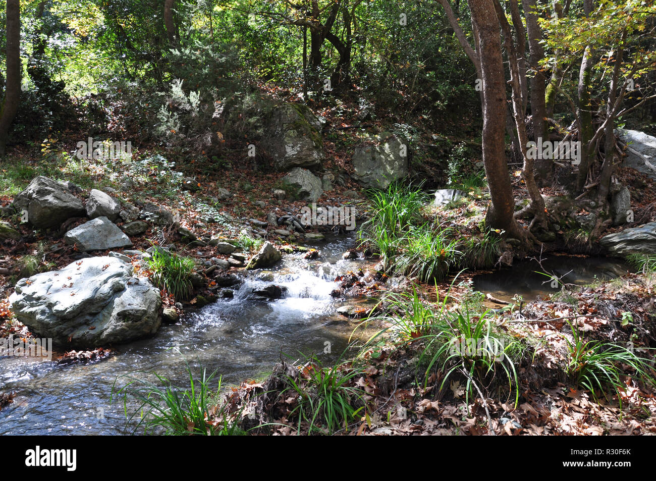 Feuilles mortes dans la forêt et sur le ruisseau Banque D'Images