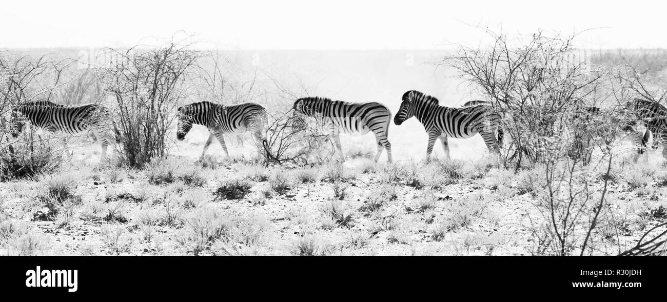 Un groupe de Burchell zèbre Des Plaines tête pour un point d'eau à travers la poussière dans le parc d'Etosha, Namibie. En noir et blanc. Banque D'Images