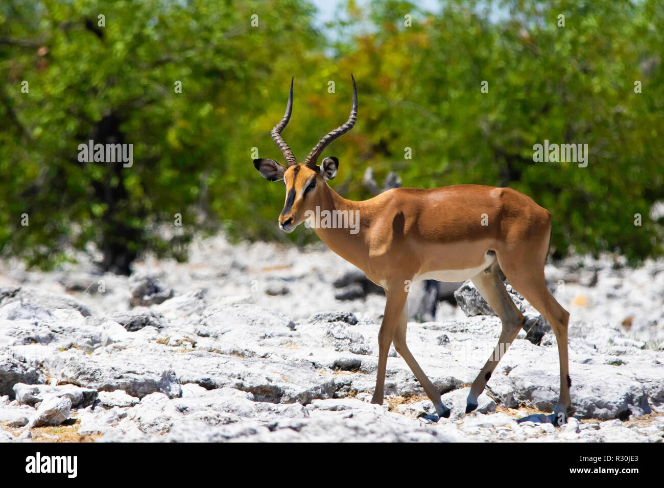 Une face noire Impala (Aepyceros melampus) dans le parc d'Etosha, Namibie. Banque D'Images