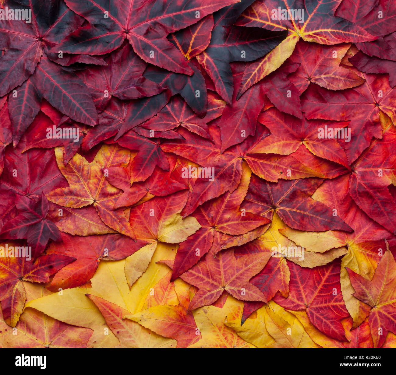 Beau fond collage de feuilles d'automne allant du jaune au rouge foncé Banque D'Images