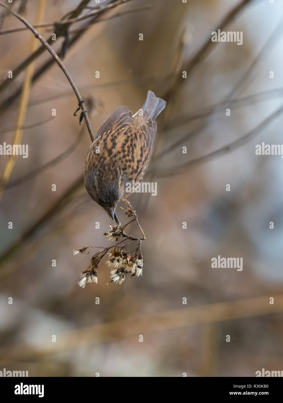 Nid juvénile (Prunella modularis ) Graines de l'alimentation Banque D'Images
