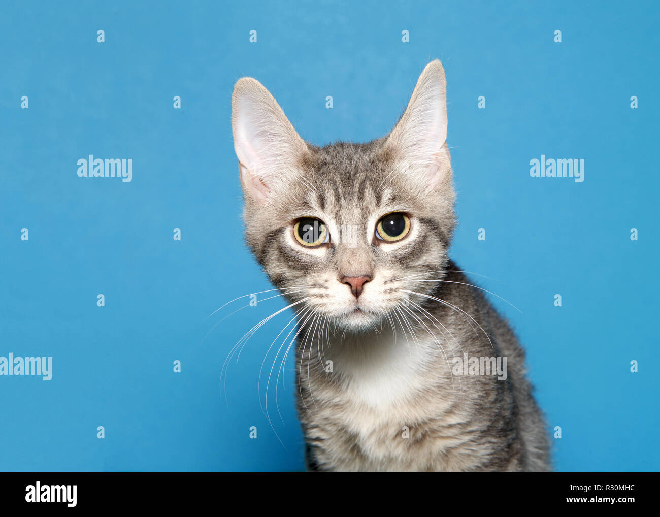 Portrait d'un adorable chaton gris et blanc à directement au spectateur avec de grands yeux, les élèves complètement dilaté. Fond bleu. Banque D'Images