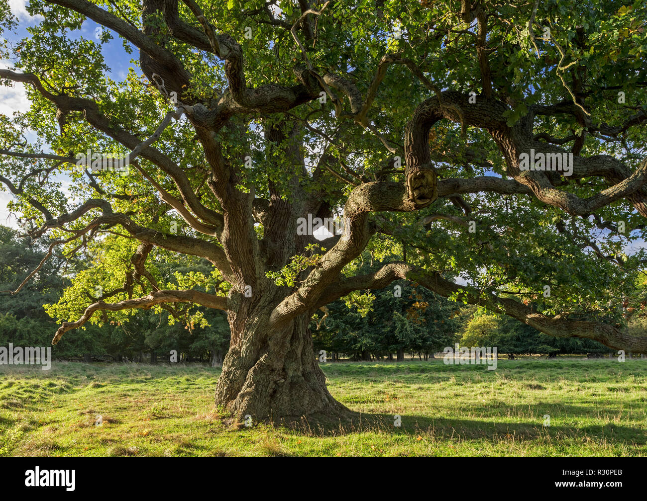 Des siècles old English oak / chêne pédonculé (Quercus robur) à la fin de l'été / automne Banque D'Images