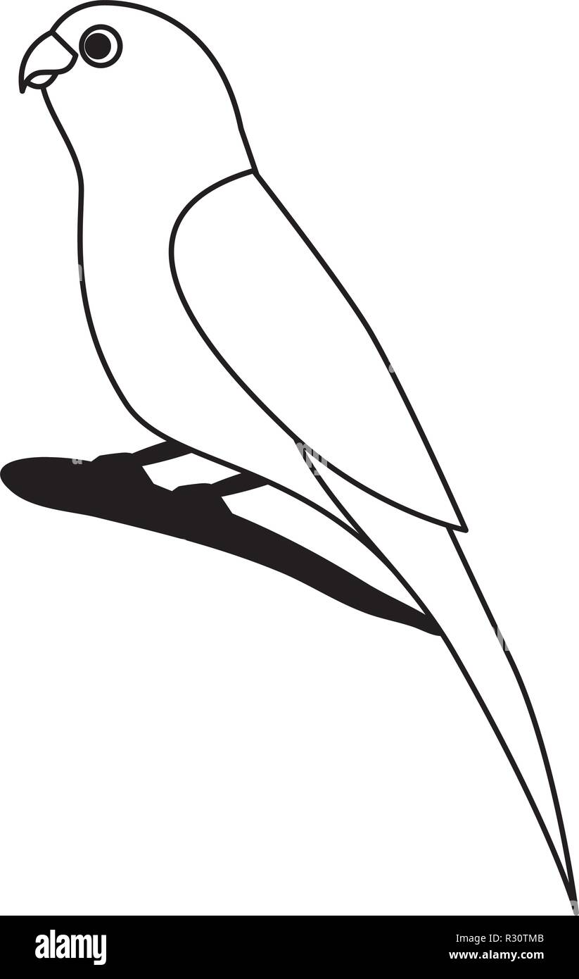Peu d'oiseaux canaries sur branch vector illustration Illustration de Vecteur