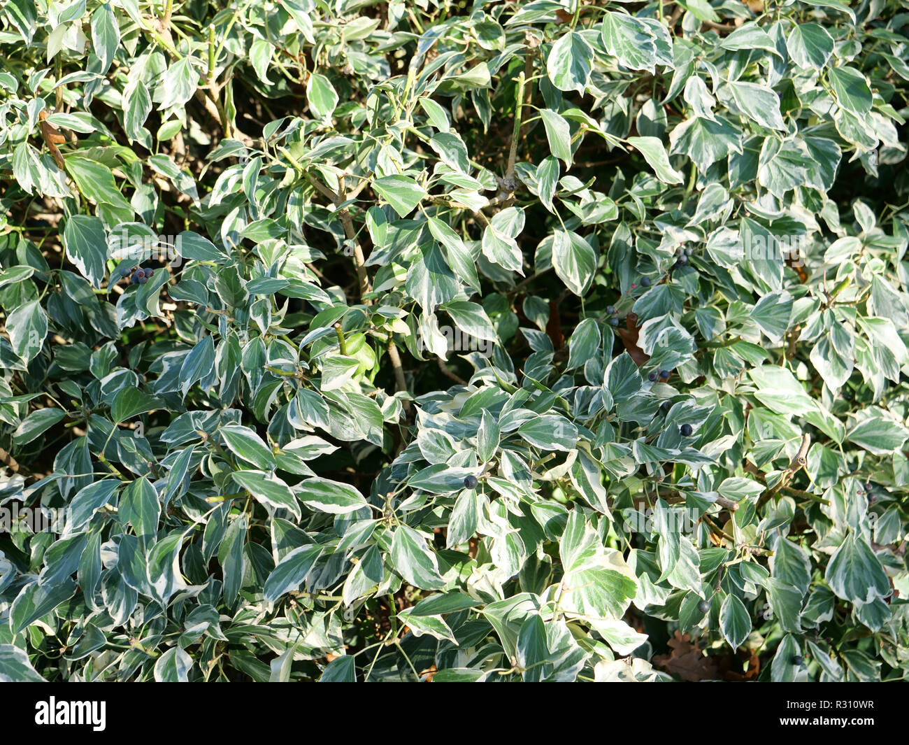 Hedera helix marginata est une plante de jardin avec marges blanches, un arbuste grimpant contre les murs ou la couverture du sol pour la prévention des mauvaises herbes. London, UK Banque D'Images