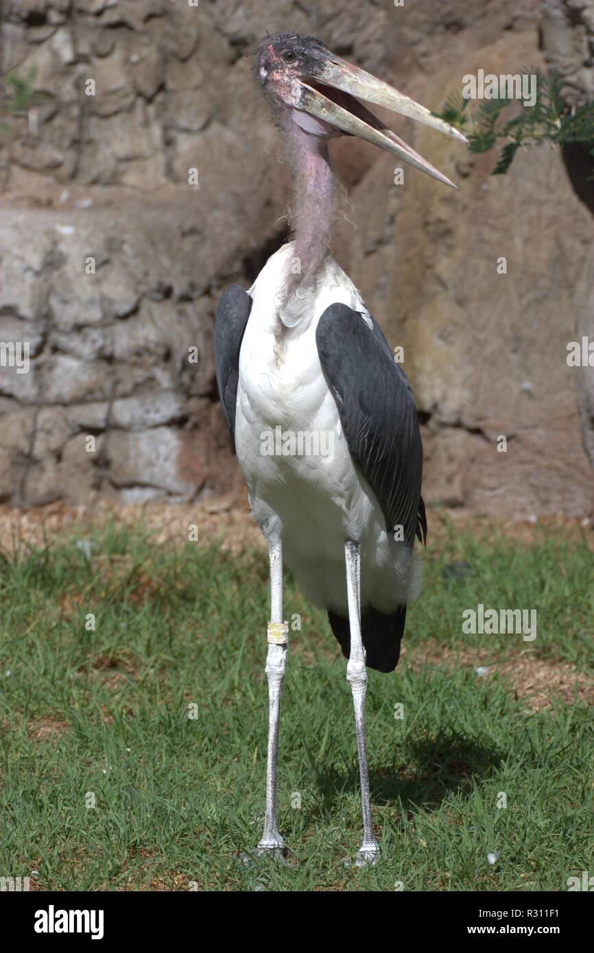 échassier oiseau africain marabout Banque de photographies et d’images — free download