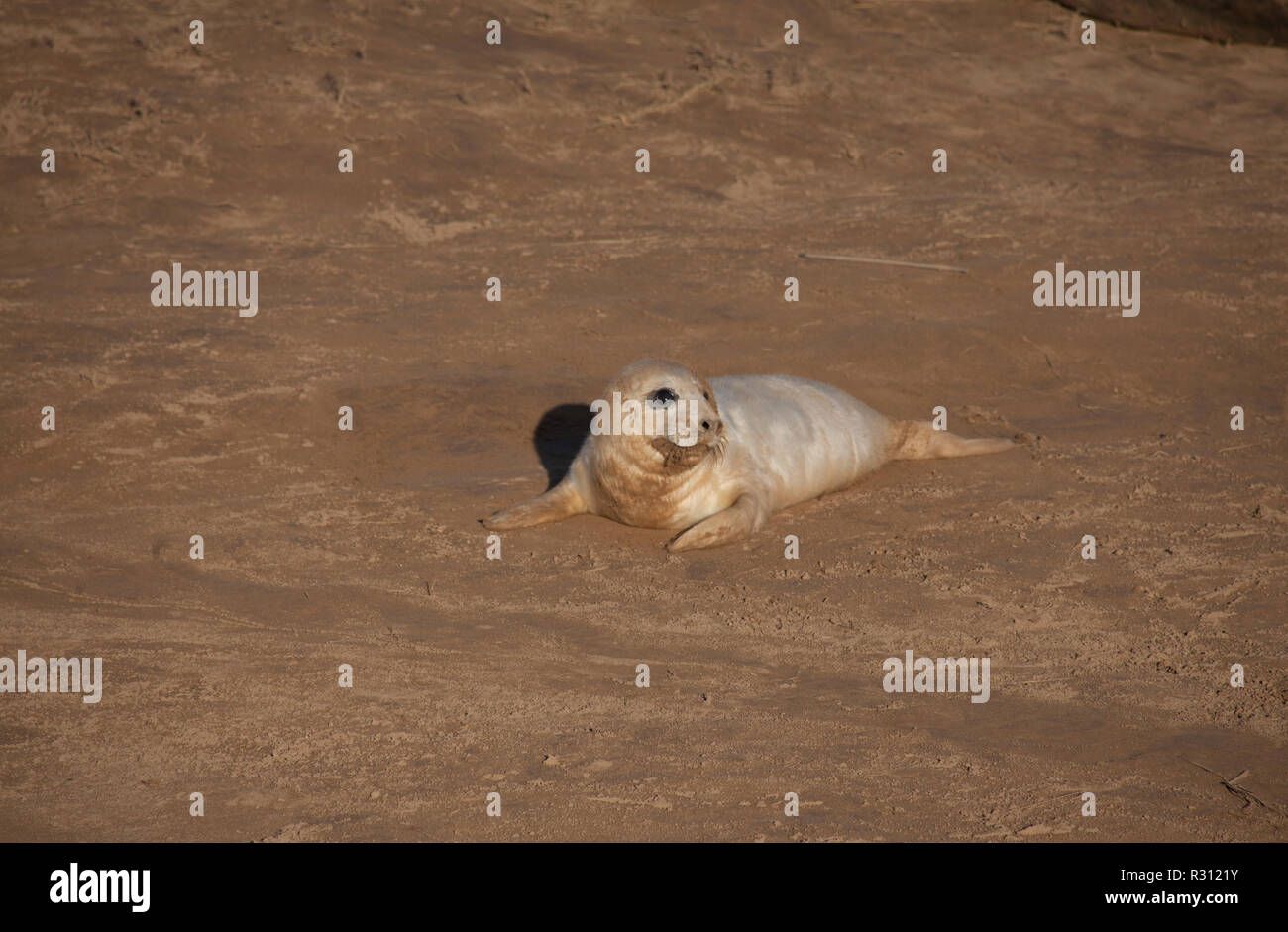 Les jeunes phoques au Donna Nook colonie de phoques gris Lincolnshire UK Banque D'Images