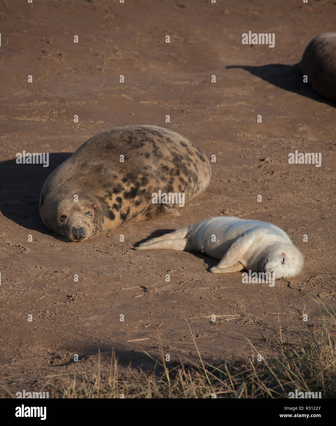 Les jeunes phoques au Donna Nook colonie de phoques gris Lincolnshire UK Banque D'Images