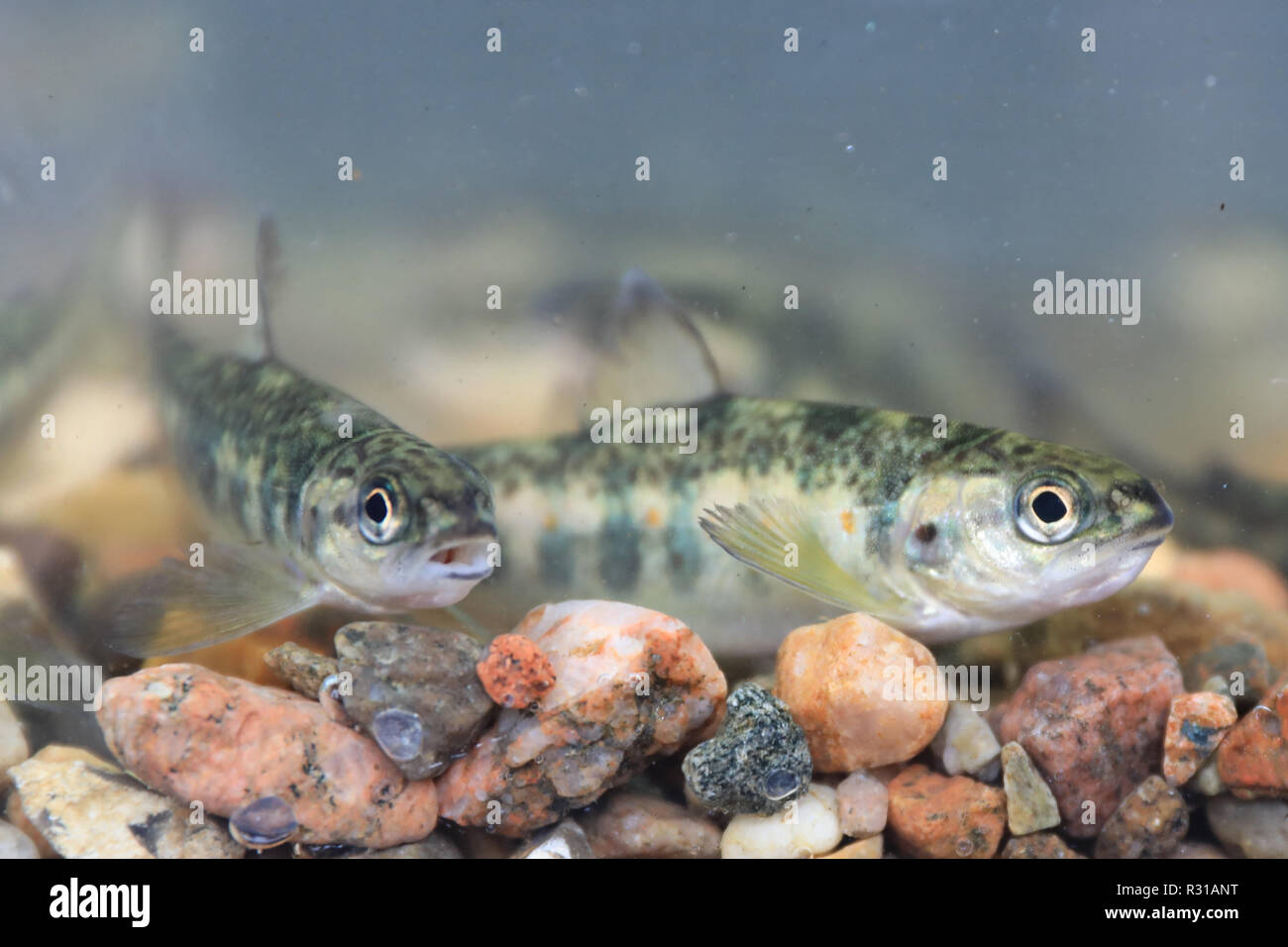 Zerbst, Allemagne. 21 Nov, 2018. Les jeunes saumons nager dans une piscine. Sous le régime de poissons grands migrateurs de Saxe-Anhalt, 20 000 poissons élevés au Danemark seront relâchés dans la rivière Nuthe près de Zerbst. Ils sont de migrer d'ici à la mer du Nord, la Norvège et grandir avant de revenir ici après trois ans, de se reproduire et de se multiplier. Crédit : Peter Gercke/dpa-Zentralbild/ZB/dpa/Alamy Live News Banque D'Images