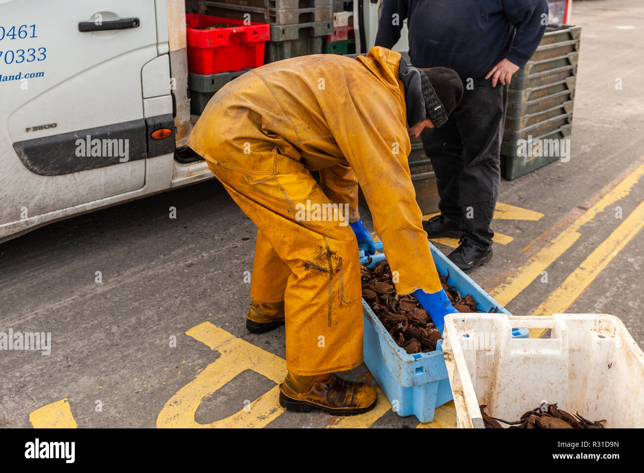 Schull, West Cork, Irlande. 21 Nov, 2018. Les charges d'un pêcheur de crabe brun ses prises dans une camionnette qui prendra la capture à Castletownbere pour traitement. Credit : Andy Gibson/Alamy Live News Banque D'Images