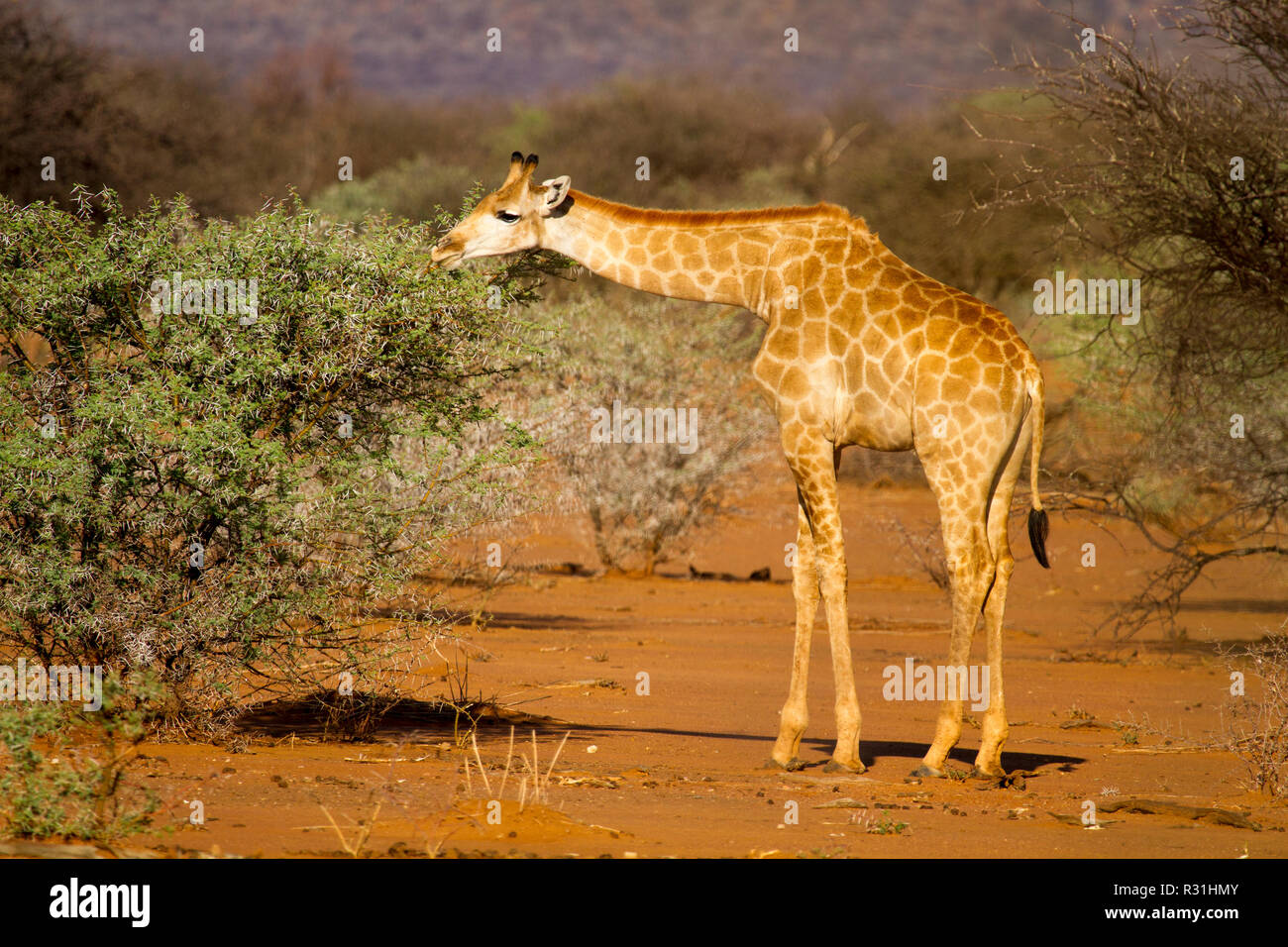 Girafe (Giraffa angolais Giraffa angolensis), se nourrissant d'acacia, bush portrait animal, Erindi Game Reserve, Namibie Banque D'Images