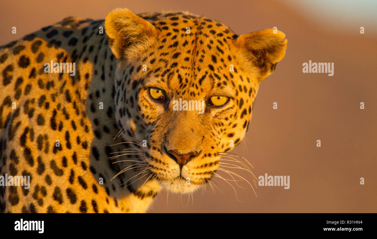 Leopard (Panthera pardus), animal portrait, voir dans l'appareil photo, le contact oculaire, l'Okahandja, Namibie Banque D'Images
