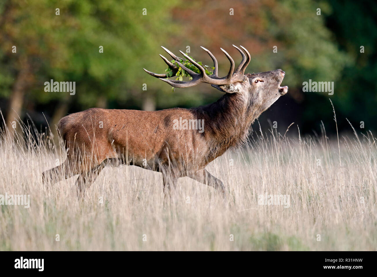 saison-de-rut-de-cerf-banque-d-image-et-photos-alamy