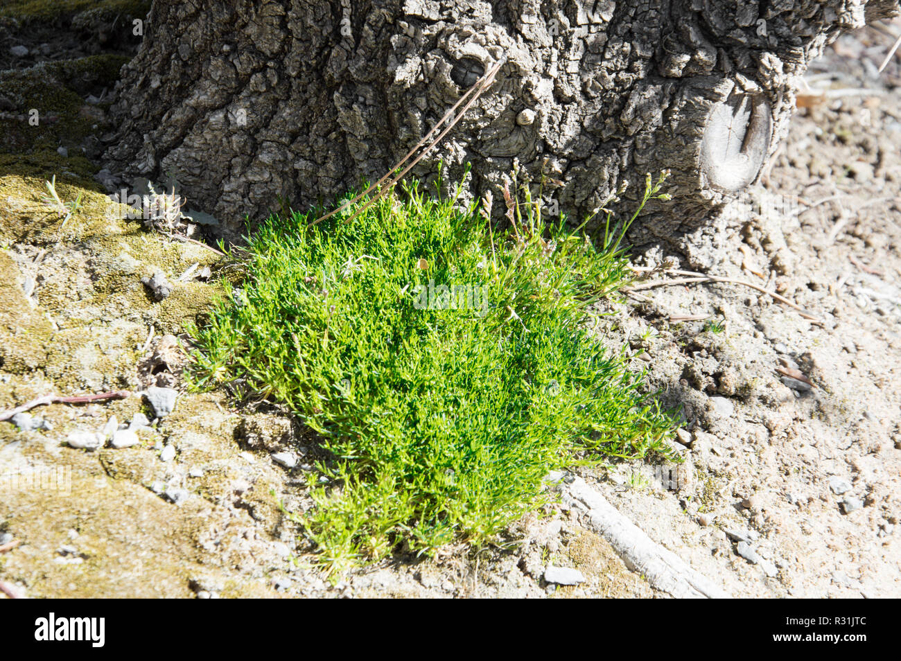 Une bande de vert en face d'un arbre. Banque D'Images