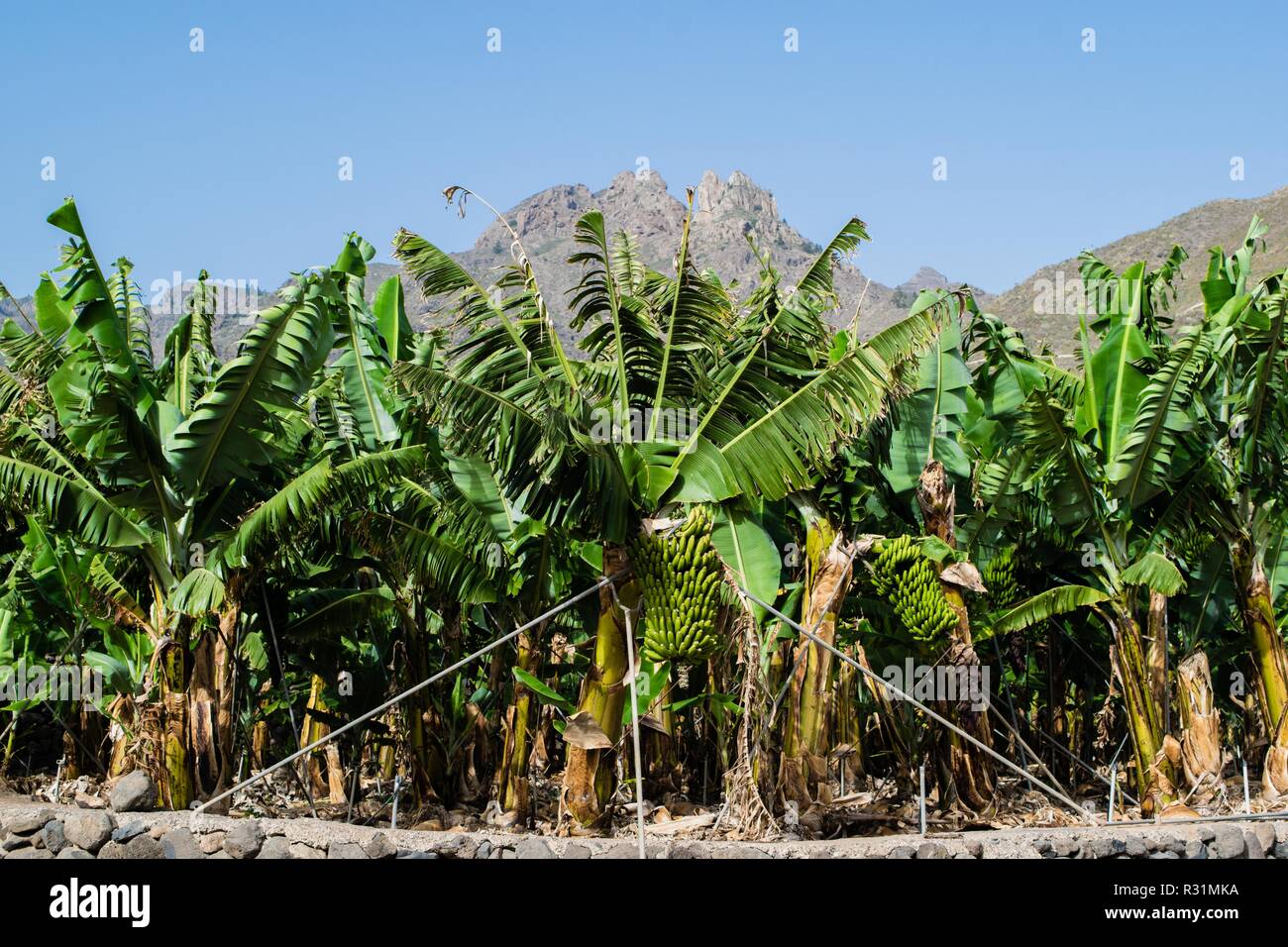 Plantation de bananes dans les montagnes, Tenerife, Canaries, Espagne Banque D'Images