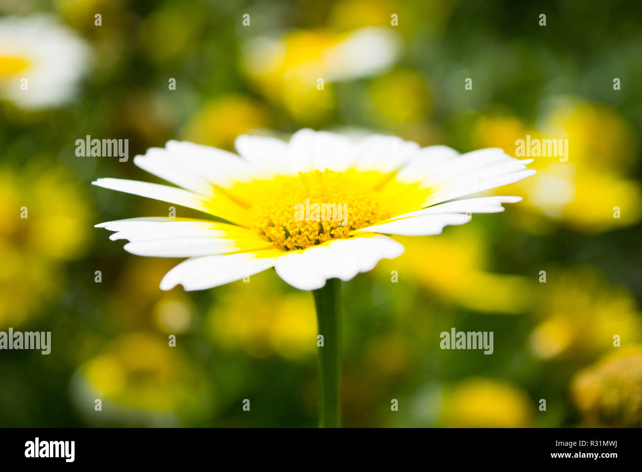 Une Fleur Dune Camomille Blanche Avec Un Cœur Jaune Banque