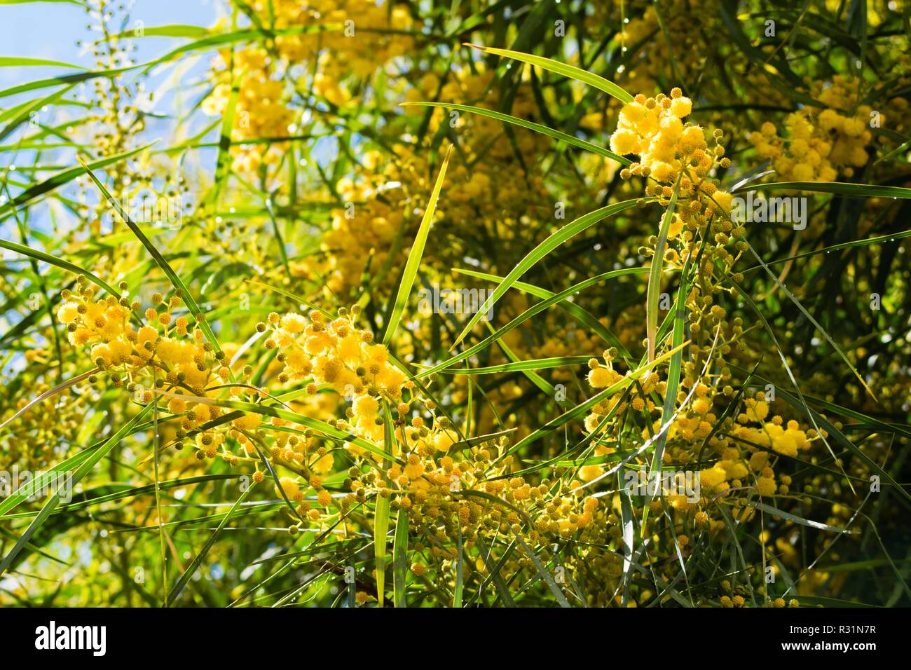 Floraison De Mimosa Acacia Pycnantha Golden Wattle Fermer