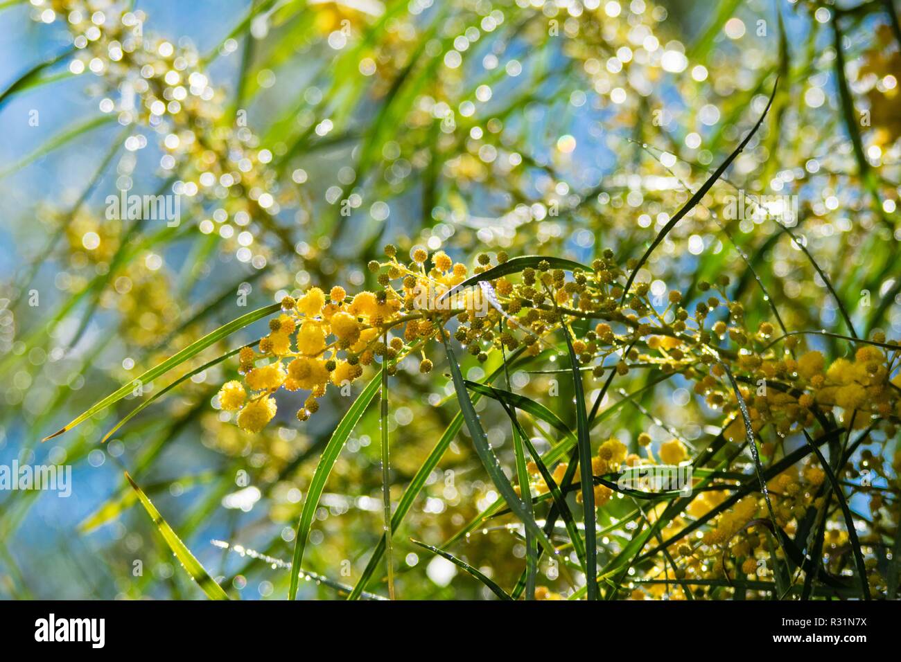 Floraison de mimosa (Acacia pycnantha, golden wattle) fermer jusqu'au printemps, fleurs jaune vif, coojong, couronne d'or, de mimosa, Mimosa orange Banque D'Images