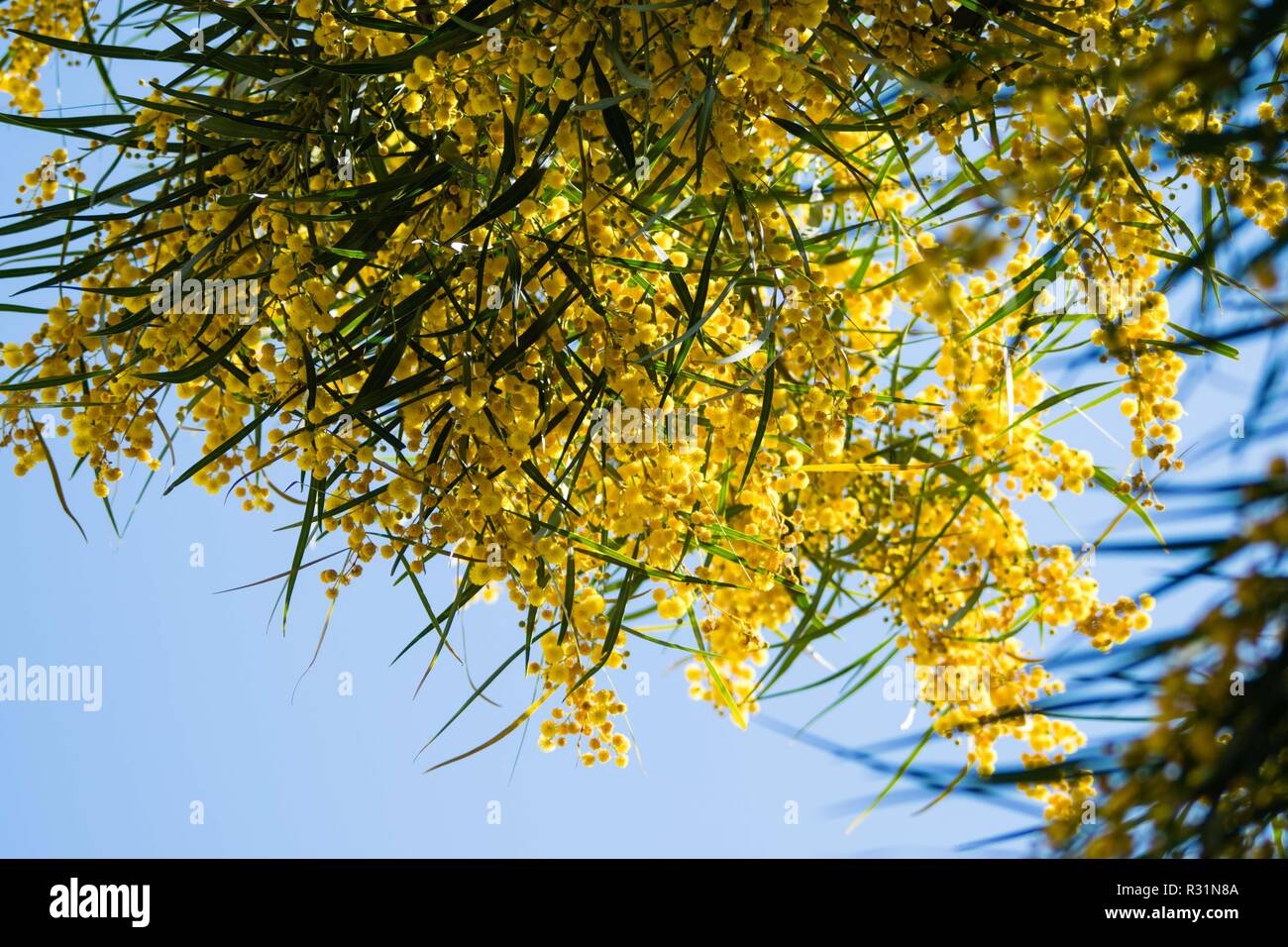 Floraison de mimosa (Acacia pycnantha, golden wattle) fermer jusqu'au printemps, fleurs jaune vif, coojong, couronne d'or, de mimosa, Mimosa orange Banque D'Images