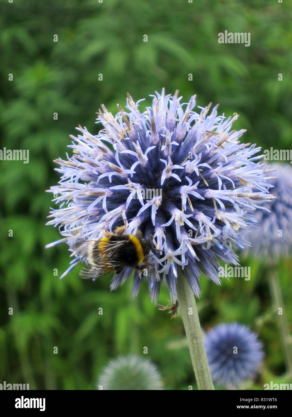 pollinisation Banque D'Images