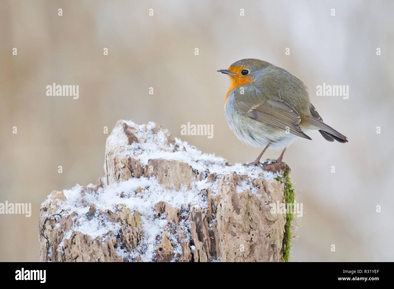 Robin baum Banque de photographies et d’images à haute résolution - Alamy
