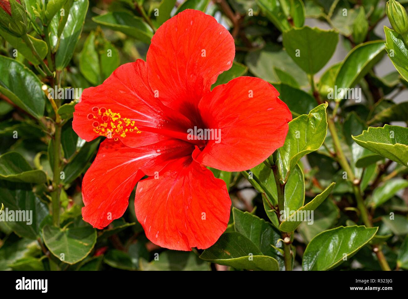 Hibiscus Banque D'Images