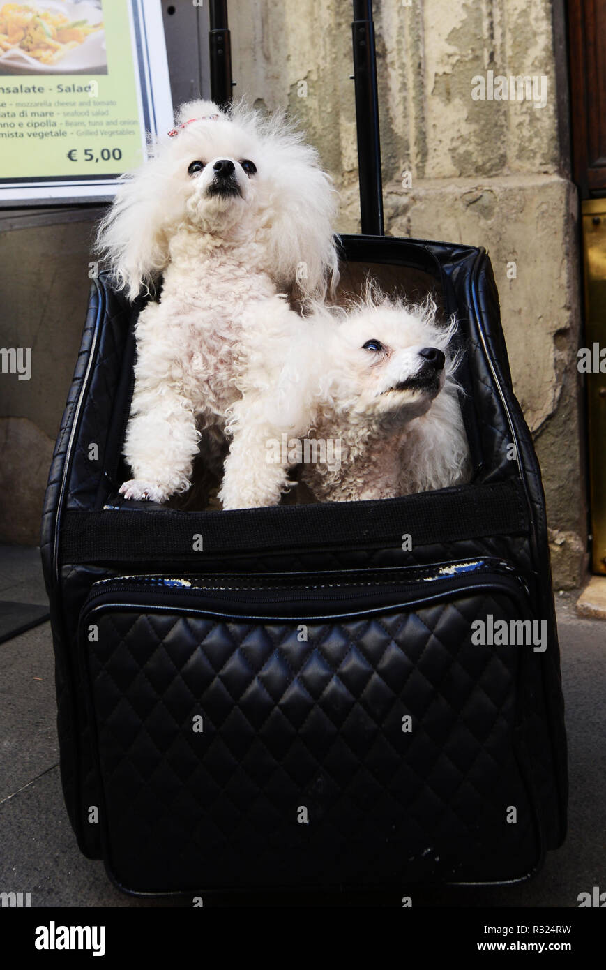Caniche mignon les chiens qui voyagent autour de Rome dans un panier sur un chariot. Banque D'Images
