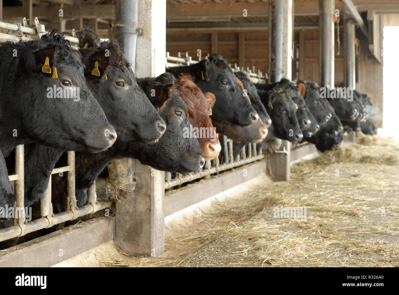 Vaches dans une ligne dans la grange ouverte Banque D'Images