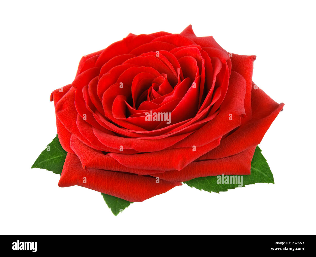 Superbe rose sur blanc Banque D'Images