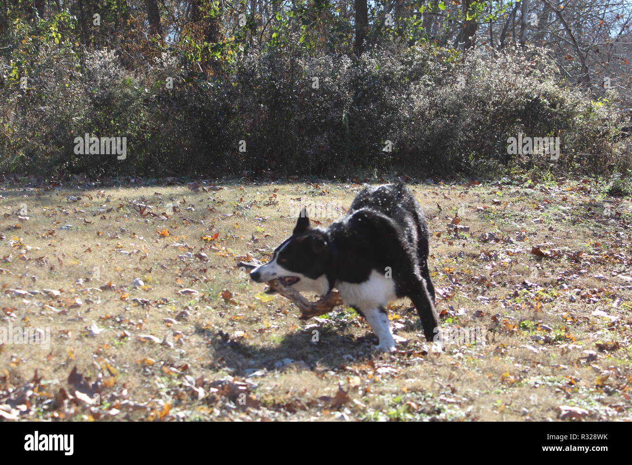 Jouer à Border Collie Banque D'Images