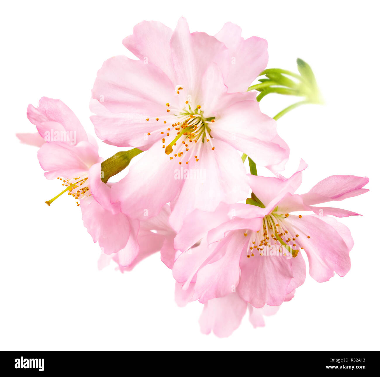 Les fleurs de cerisier isolées Banque D'Images