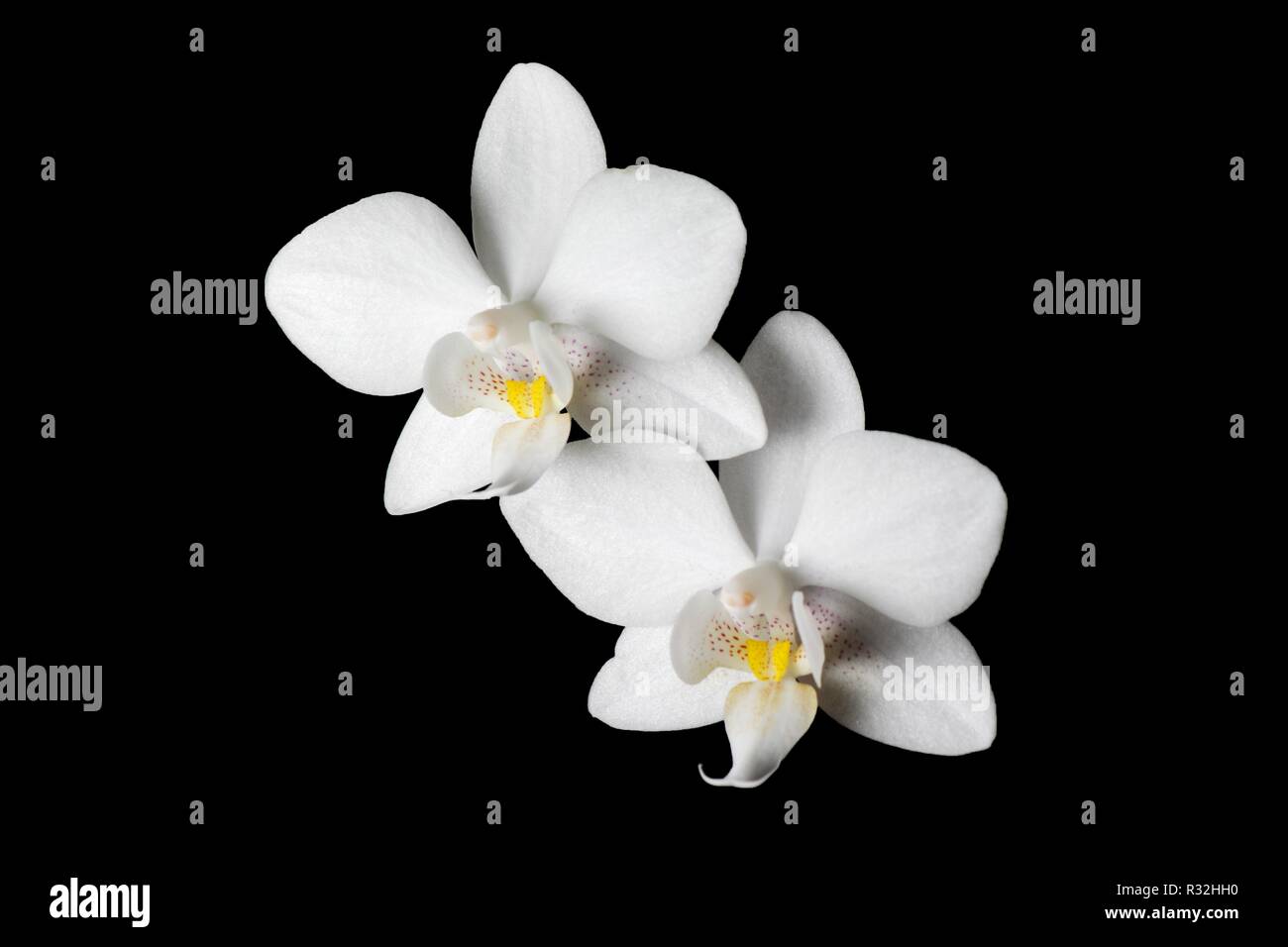 Phalaenopsis amabilis Banque D'Images
