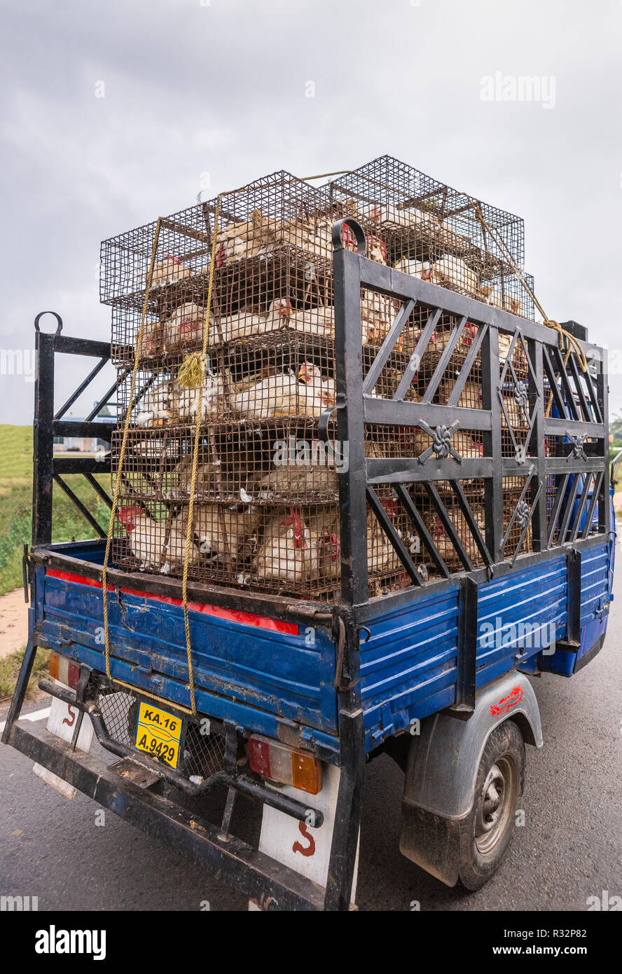 Belur, Karnataka, Inde - 2 novembre 2013 : la lumière bleue ouvrir van avec sept rangées de coops plein de poulets blancs vivant sur la route sous ciel gris. Banque D'Images