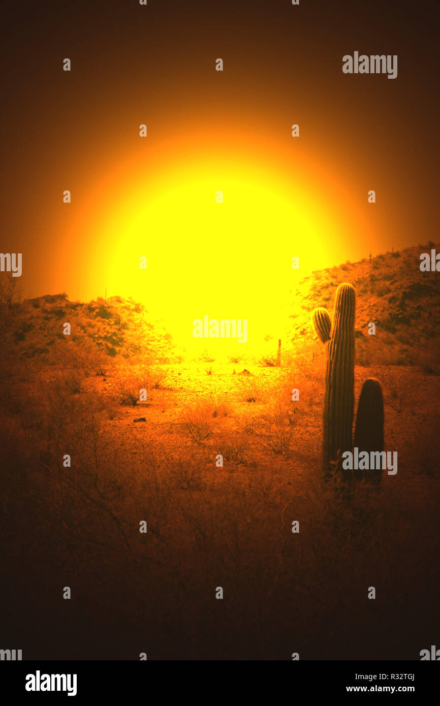 Coucher du soleil du désert d'or Cactus Banque D'Images
