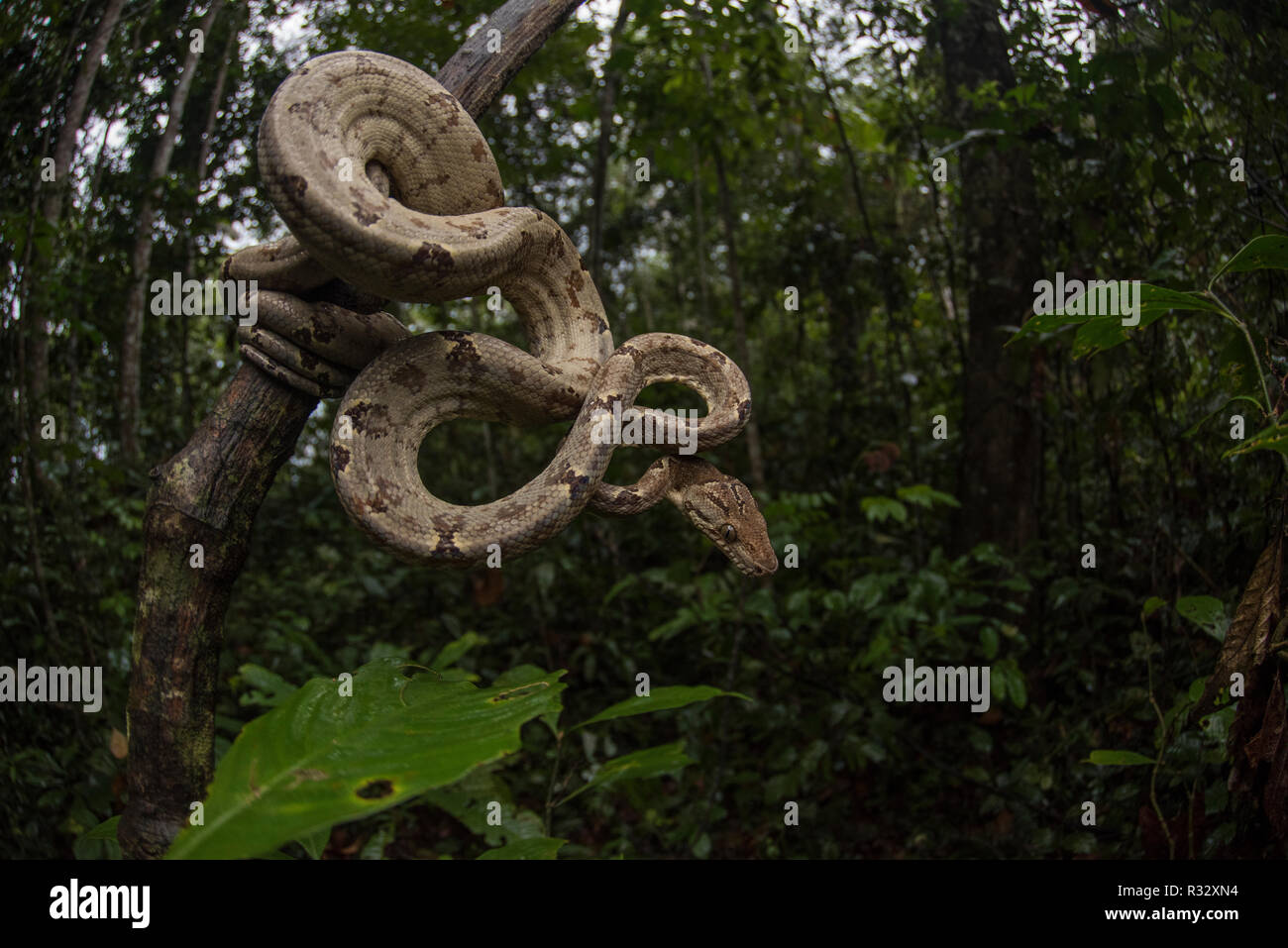 Un amazon tree boa (Corallus hortulanus) enroulé sur une branche d'arbre dans son habitat, la forêt tropicale en Amérique du Sud. Banque D'Images