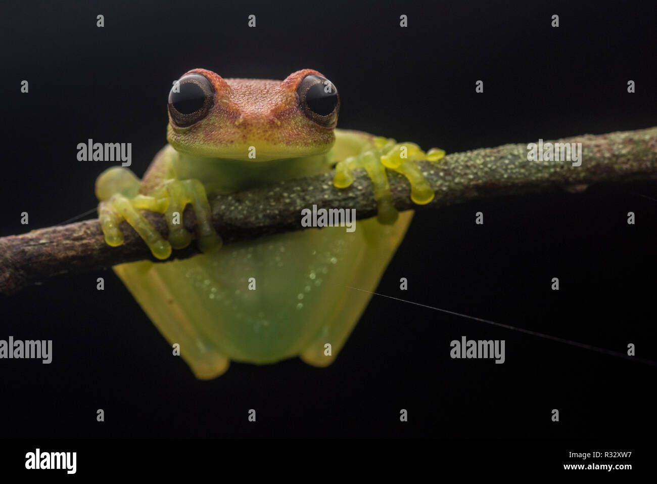 La grenouille à pois (Boana punctata) à partir de la jungle péruvienne, cette espèce s'allume sous la lumière UV. La grenouille d'abord connu pour le faire. Banque D'Images