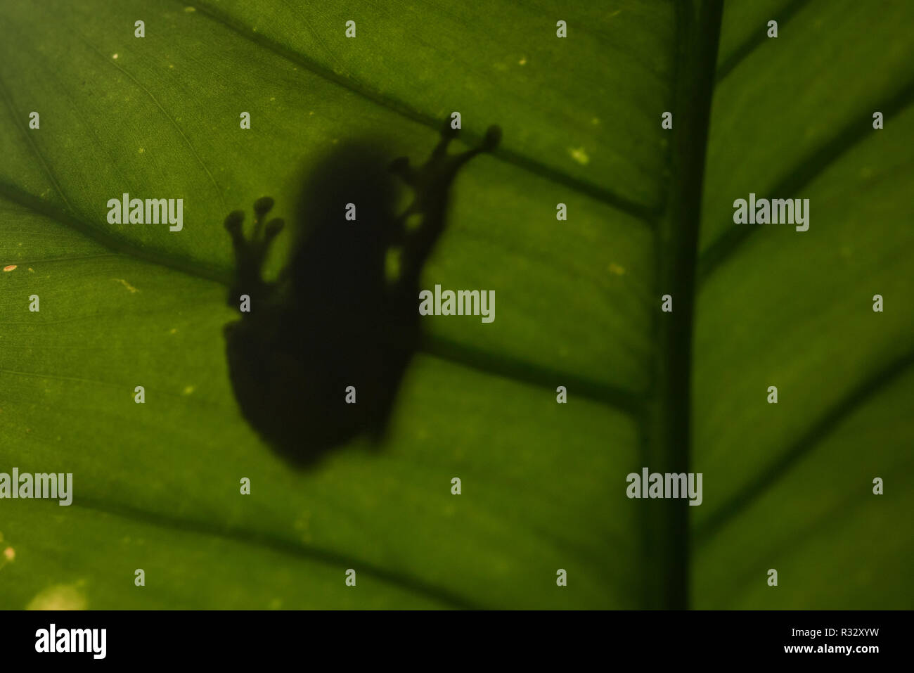 L'ombre d'une grenouille est visible sur la face inférieure d'une feuille dans la forêt amazonienne. Banque D'Images